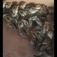 فروش تخم نطفه دار غاز و جوجه غاز و بوقلمون|حیوانات مزرعه|قائم‌شهر, |دیوار