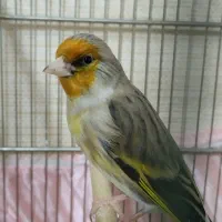 سهره قناری دهن دار روانی دستی|پرنده|کرج, گلشهر|دیوار