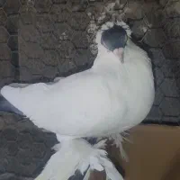 کبوتر کله دمبی