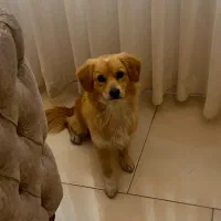 واگذاری سگ رایگان