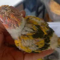 خورشیدی سرلاکی تا دونخور