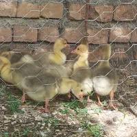 جوجه‌غاز یکماه‌دورگه