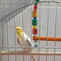 عروس هلندی گمشده