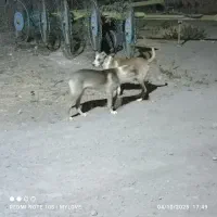 توله جفت نرهمقال