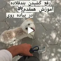 مشاوره تربیت و آموزش ، مربی و تعلیم دهنده تخصصی سگ|خدمات آموزشی|تهران, فدک|دیوار