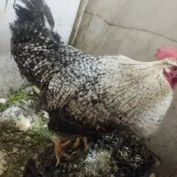 یک عدد خروس محلی|حیوانات مزرعه|تهران, ترمینال جنوب|دیوار