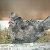 مرغ وخروس گلین|حیوانات مزرعه|قم, شهرک مهدیه|دیوار