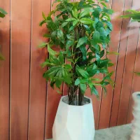 گل لمسی پاچیرا مصنوعی درجه یک خاص خانه هتل کافه