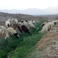میش همراه بره|حیوانات مزرعه|بافت, |دیوار