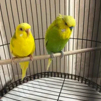 یک جفت مرغ عشق نر و ماده