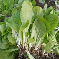 نهال کاهو روغنی