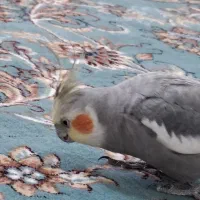 عروس هلندی سینامون بالغ سخنگو