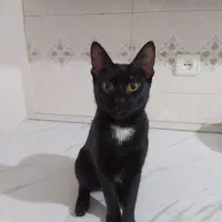 واگذاری گربه ماده