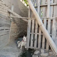 سگ پاکوتاه|سگ|اراک, |دیوار