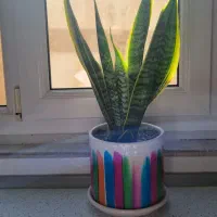 سانسوریا تک رنگ و دو رنگ|گل و گیاه طبیعی|محمدشهر, محمدشهر|دیوار