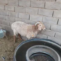 بره نر