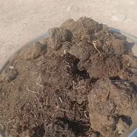 فروش کودچمن طبیعی|خدمات باغبانی و درختکاری|کهنوج, |دیوار