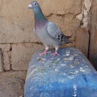 نروماده مگس|پرنده|زهک, |دیوار