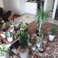 فروش گل