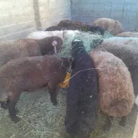 گوسفند قربانی نر برای محرم
