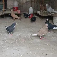 کبوتر فروشی