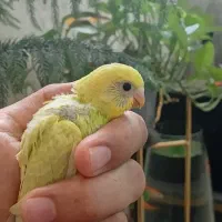 جوجه مرغ عشق سرلاکی