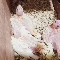 جوجه عروس هلندی