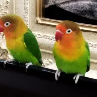 یک جفت طوطی برزیلی فیشر