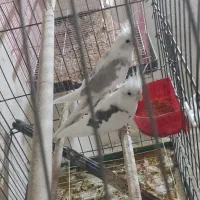 (فروش یامعاوضه با لاری اوشامو) 2 جفت عروس هلندی