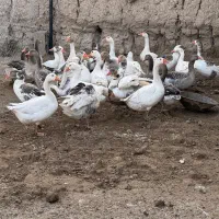 غاز نر محلی