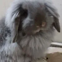 خرگوش لوپ نر و وماده|موش و خرگوش|بندر انزلی, بشمن|دیوار