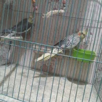 ۲جفت  عروس هلندی  مولد|پرنده|رشت, سلیمانداراب|دیوار