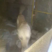 سگ سرابی