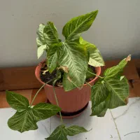گل طبیعی وتعدادی گلدان
