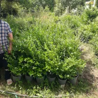 یاس