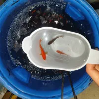 ماهی عید|ماهی|محمدیه-قزوین, |دیوار