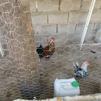 مرغ و خروس گلین