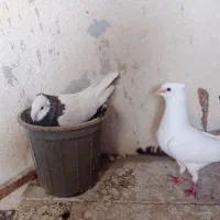 یک جفت کبوتر با جوجه هاشون|پرنده|چابهار, |دیوار