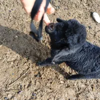 بره.میش.بز.بیگ|حیوانات مزرعه|دزفول, |دیوار