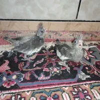 جوجه عروس هلندی|پرنده|خنج, |دیوار
