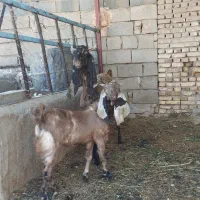 بز پاکستانی