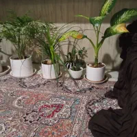 منزل دوخوابه همکف 170متری رهن کامل