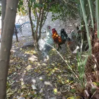 تخم مرغ نطفه دار برهما لاری دیلگونی چهل تاج|حیوانات مزرعه|چرام, |دیوار