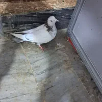 کبوتر|پرنده|سلماس, |دیوار