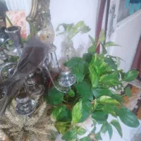 گل و گیاه. پتوس آگهی رو بخون