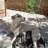 توله سگ سرابی اصیل
