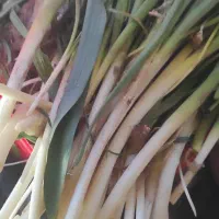 پرموسیر تازه تازه