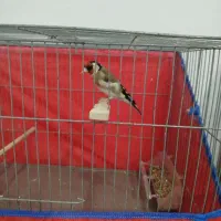 سهره ماده معاوضه با قناری یا فروش