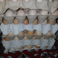 تخم مرغ محلی|حیوانات مزرعه|صائین قلعه, |دیوار