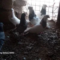 کبوتر طوقی و تهرانی|پرنده|خاوه, |دیوار